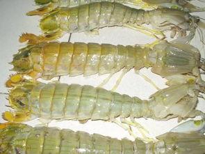 泉州甜虾爆料视频最新,美味与营养的完美融合