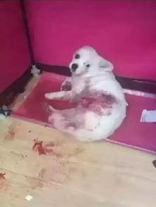 狗子的最新爆料图片,最新图片揭秘娱乐圈幕后风云